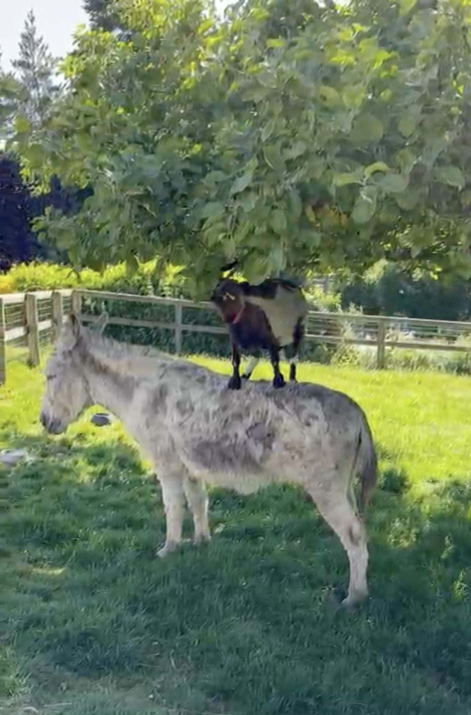Une chèvre, un âne, un mûrier… et une masterclass d’engagement.